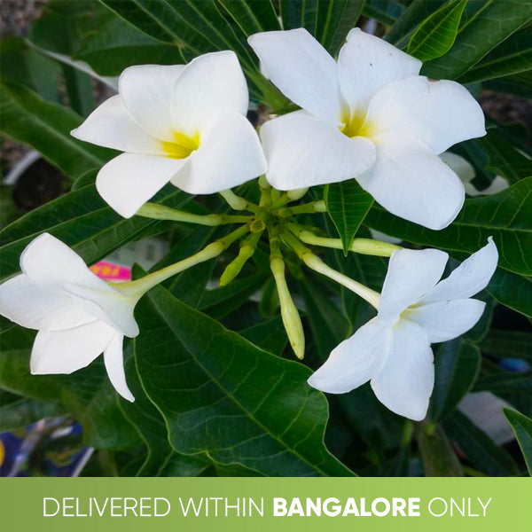 Plumeria Pudica | Without Flowers