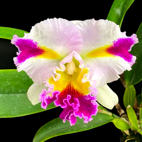 Cattleya (Rlc.) Pachara Fancy - BS
