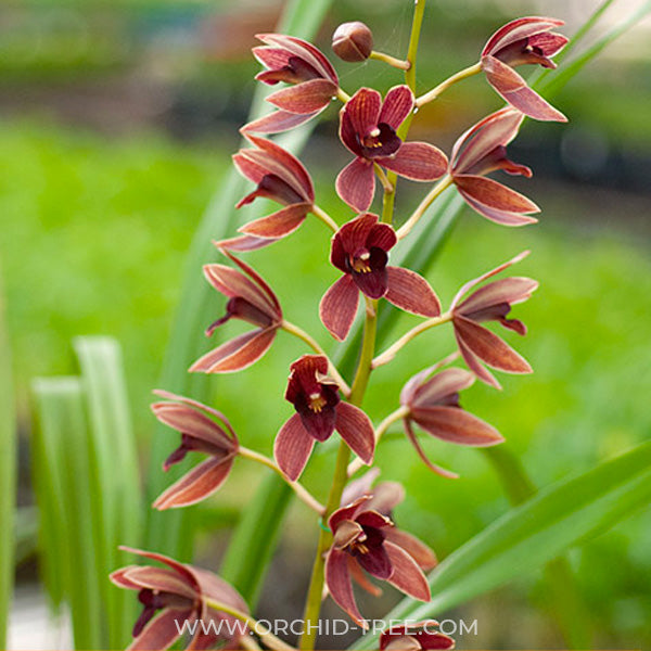 Grammatocymbidium (HTC) Pakkret Garuda Red - BS