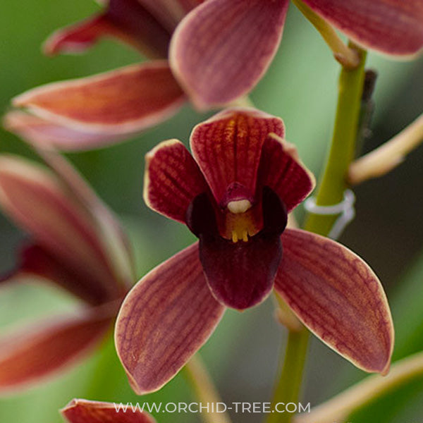 Grammatocymbidium (HTC) Pakkret Garuda Red - BS