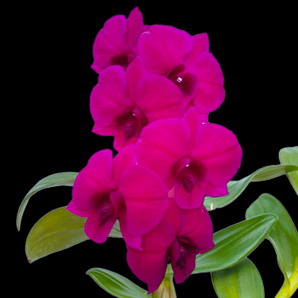 Dendrobium Panama Red - BS