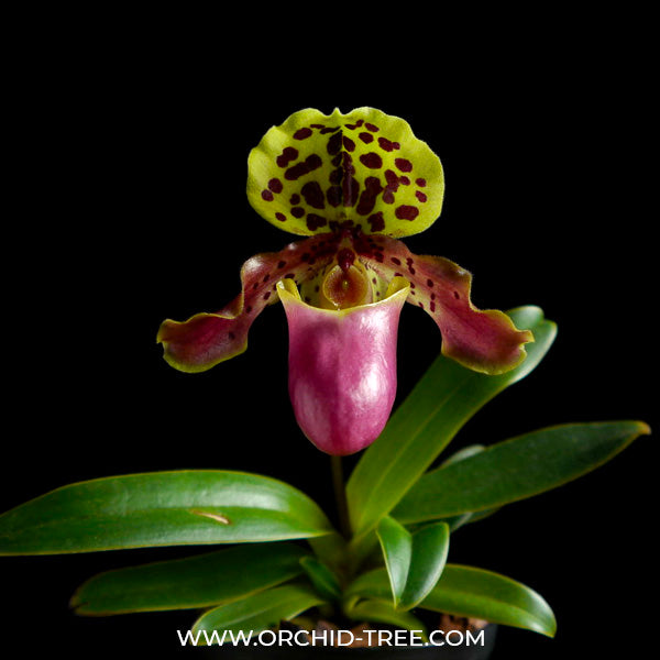 Paphiopedilum henryanum Sp. - MS