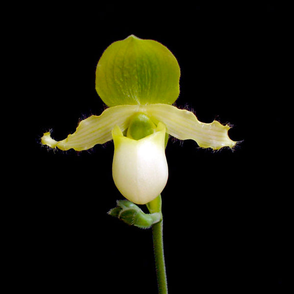 Papiopedilum pinocchio var. alba × sib - | BS