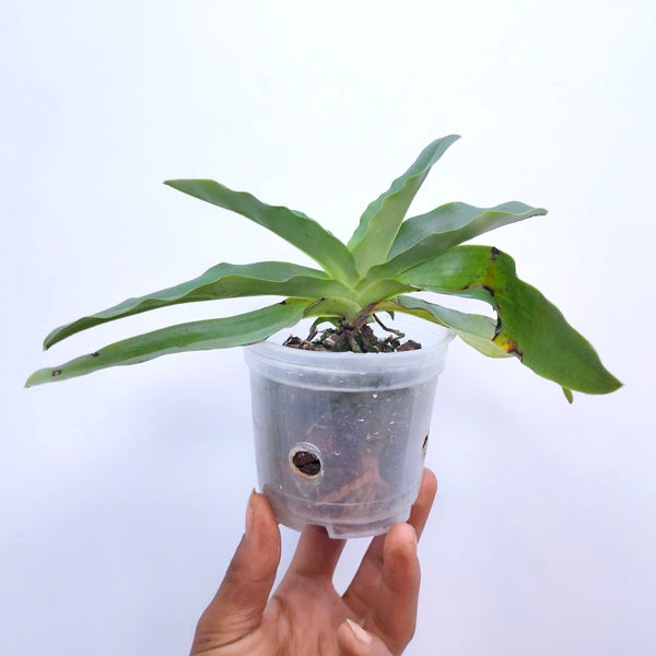 Papiopedilum pinocchio var. alba × sib - | BS