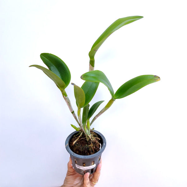 Cattleya Ploenpit Crown - BS
