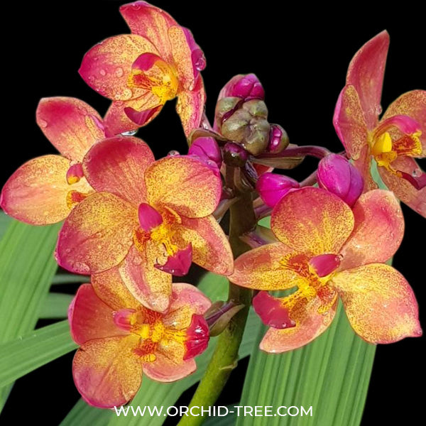 Spathoglottis Peach - BS