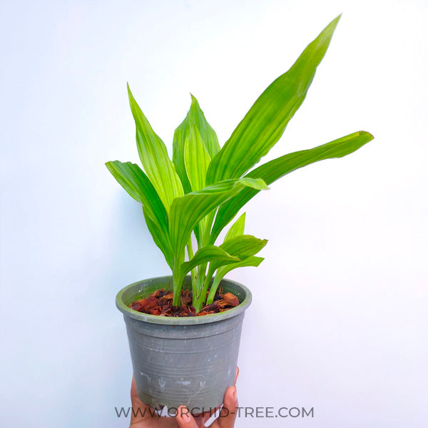 Phaius tankervillae var alba - BS