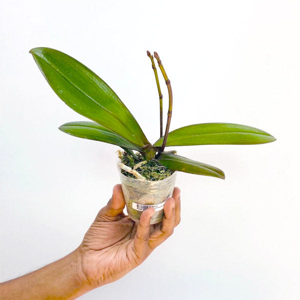 Phalaenopsis Big Mouse - BS