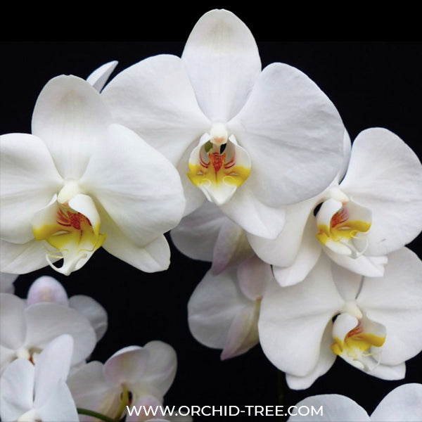 Phalaenopsis Join Paradise - BS