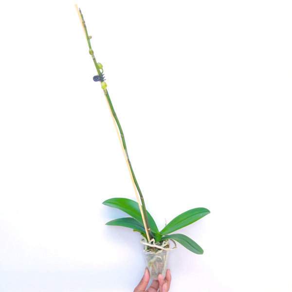 Phalaenopsis Join Paradise - BS