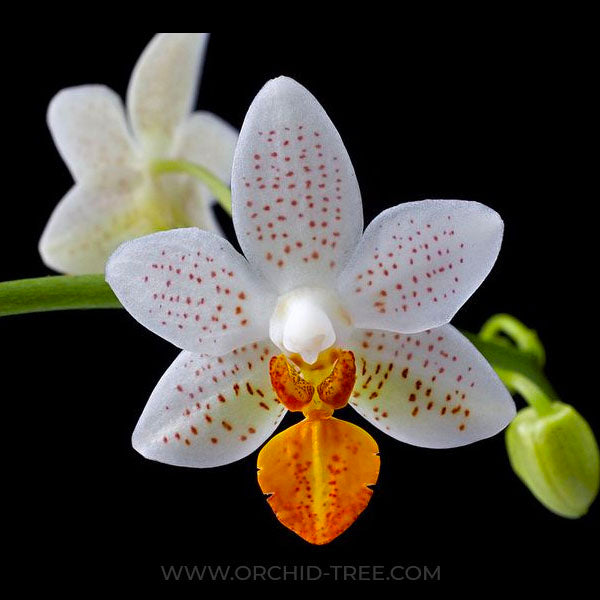Phalaenopsis Mini Mark - FF
