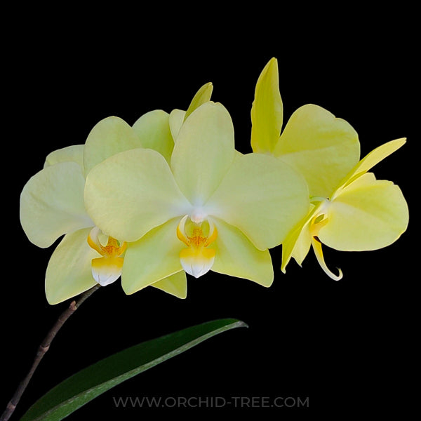 Phalaenopsis OX Apollo - FF