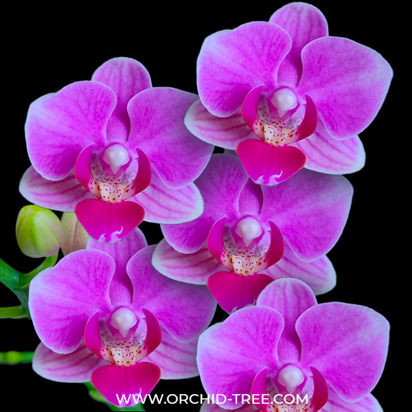 Phalaenopsis Younghome Pink Blush - BS