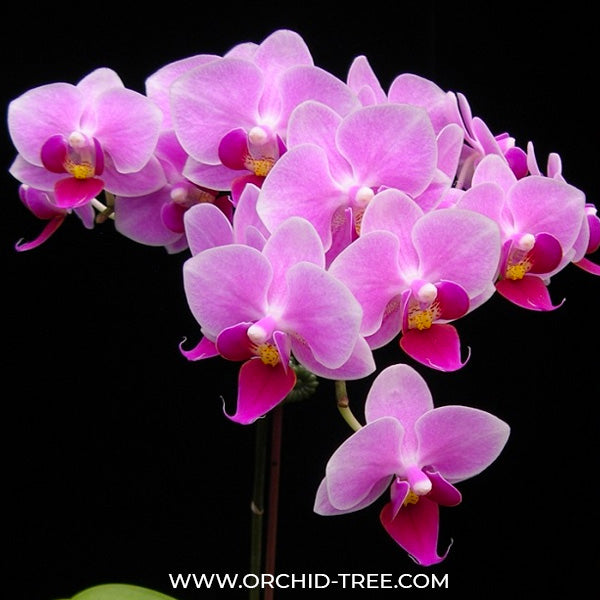 Phalaenopsis Younghome Pink Blush - BS