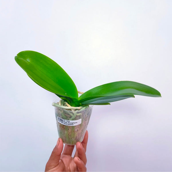 Phalaenopsis Younghome Pink Panther - FF (Miniature)
