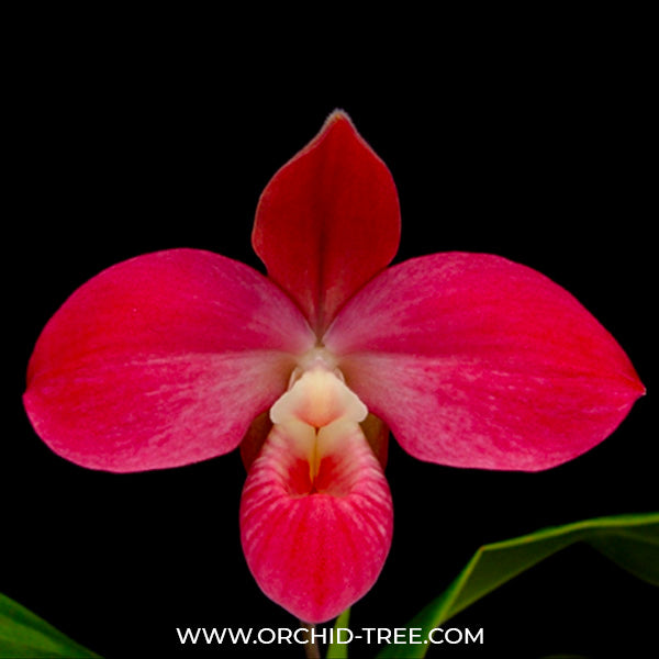 Phragmipedium Peruflora's Cirila Alca - BS