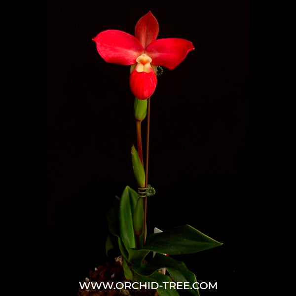 Phragmipedium Peruflora's Cirila Alca - SS (Seedling)