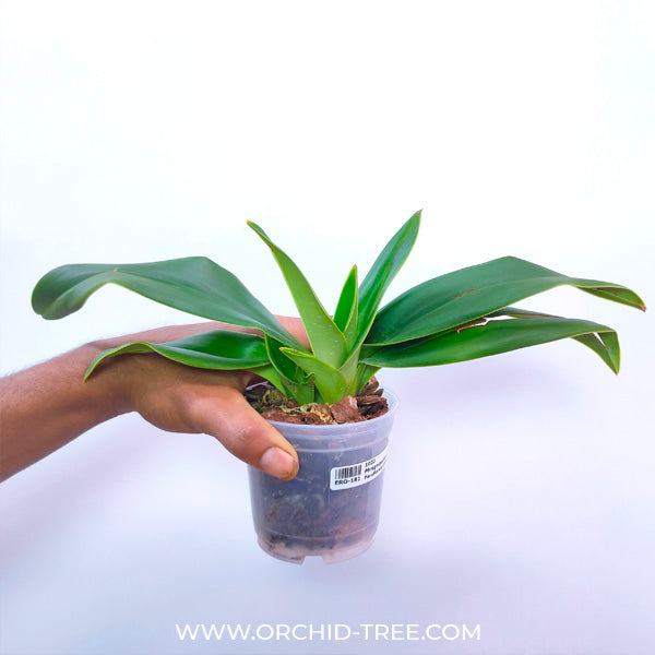 Phragmipedium Peruflora's Cirila Alca - BS