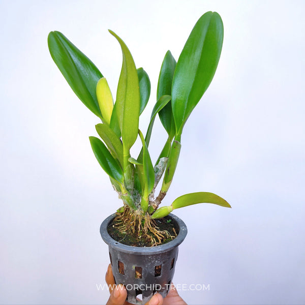 Cattleya Pink Empress - BS