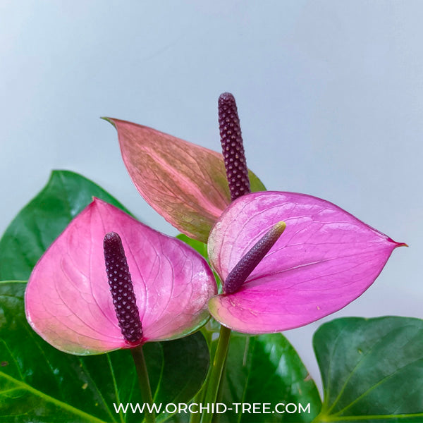 Anthurium Purple Flamingo - FF