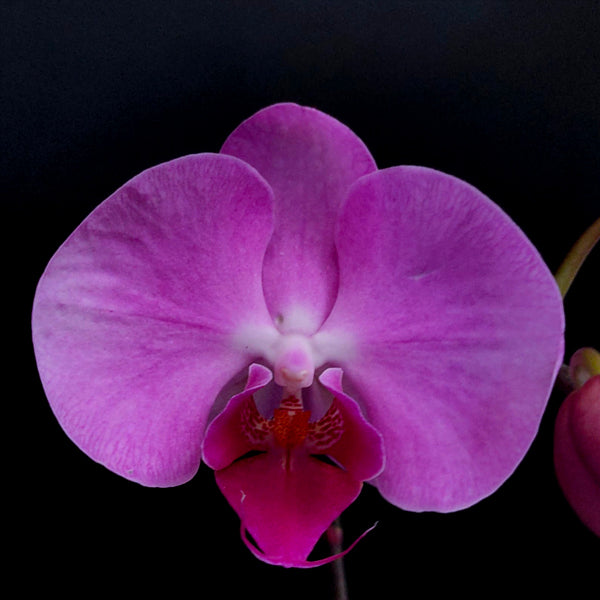 Phalaenopsis Pink Lucky Girl - Without Flowers | BS