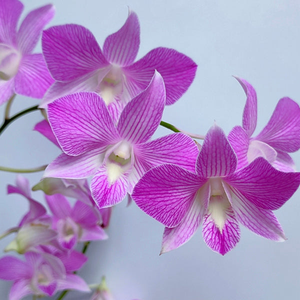 Dendrobium Pink Parker - BS