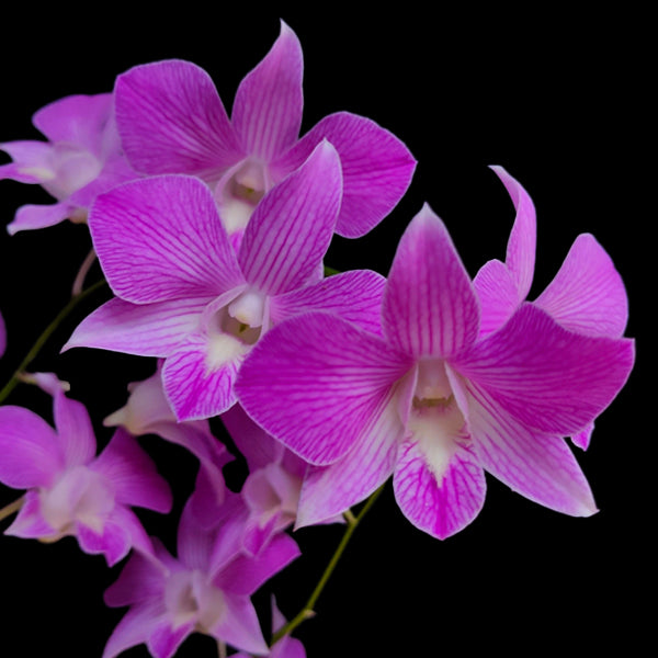 Dendrobium Pink Parker - BS