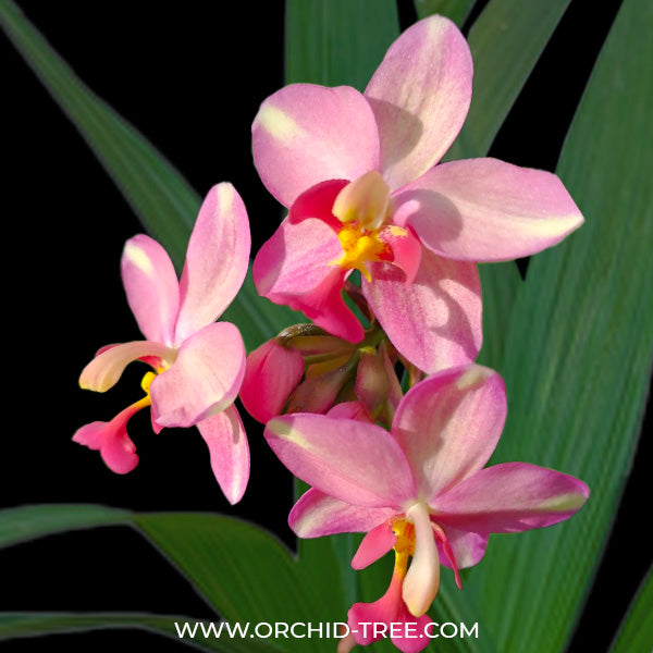 Spathoglottis Pink Princess - BS