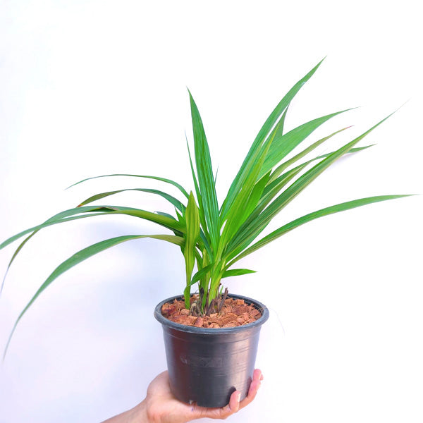 Spathoglottis Pink Princess - BS