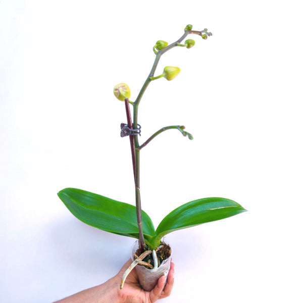 Phalaenopsis Fuller's Pink Swallow - FF