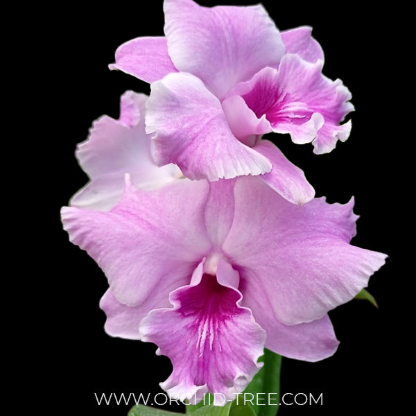 Dendrobium Pink Wave - BS |