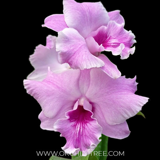 Dendrobium Wave Pink Orchid Plant - BS
