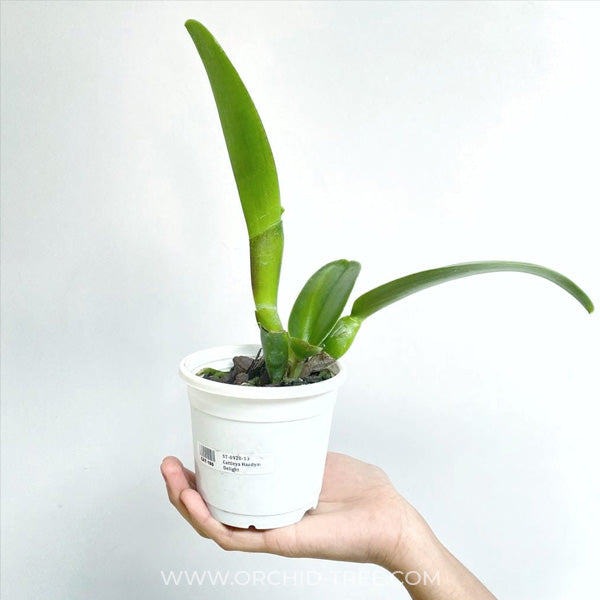 Cattleya Haadyai Delight - BS