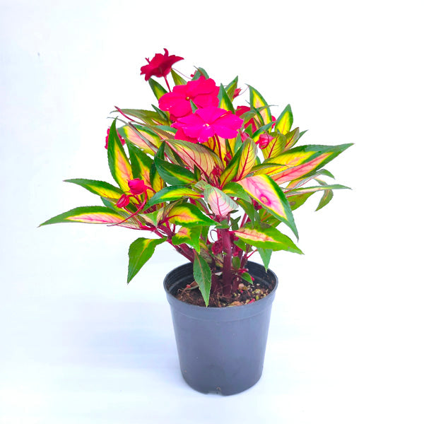 Impatiens | 3 Colours