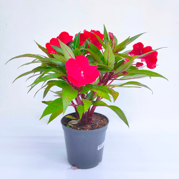 Impatiens | 3 Colours