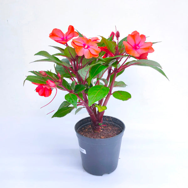 Impatiens | 3 Colours