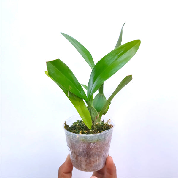 Oncidium Moon Shadow Tigertail - BS