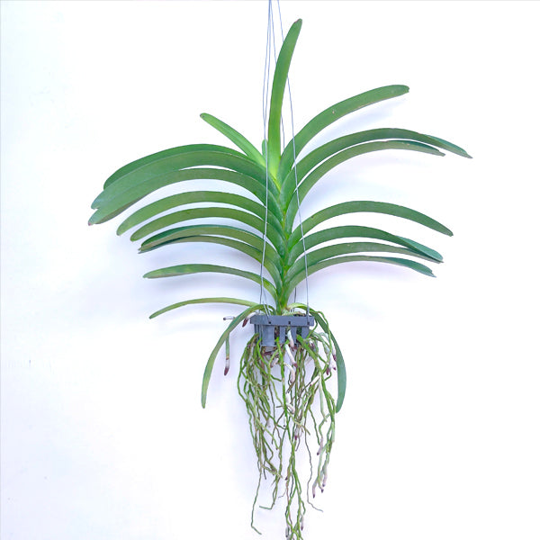 Vanda Pure's Wax Blue - BS - Buy Orchids Plants Online by Orchid-Tree.com