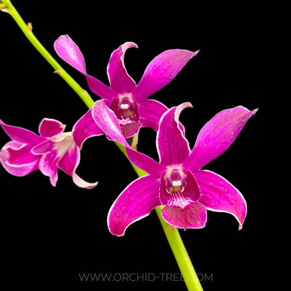 Dendrobium POF 114 Twist - BS