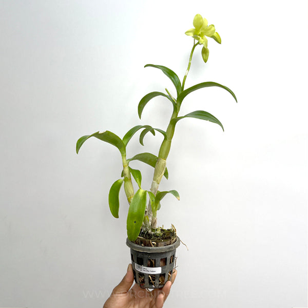 Dendrobium Prai Yellow - BS