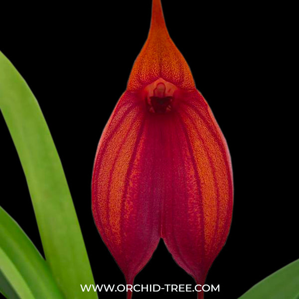 Masdevallia Prince Charming - BS