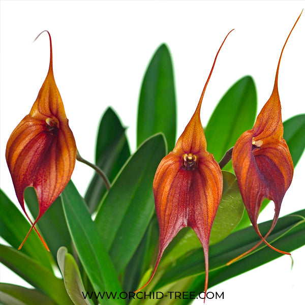 Masdevallia Prince Charming - BS