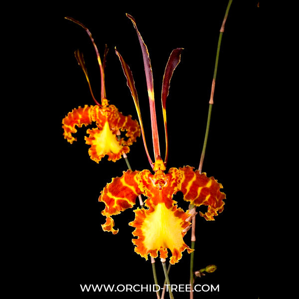 Psychopsis Mariposa Orchid Plant - BS