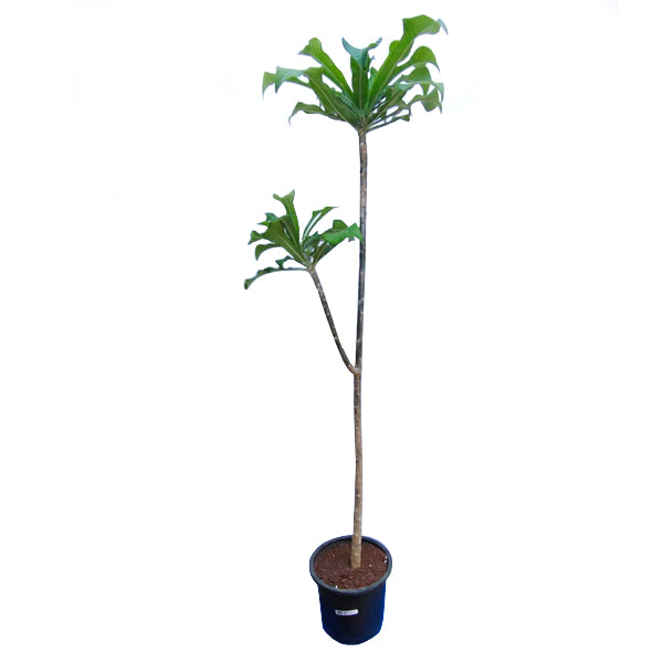 Plumeria Pudica | Without Flowers