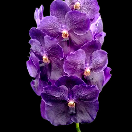 Vanda Pure's Wax Blue - BS - Buy Orchids Plants Online by Orchid-Tree.com