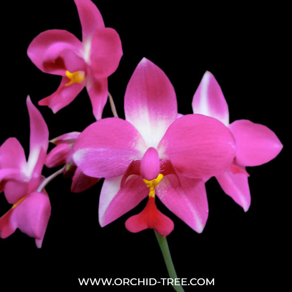 Spathoglottis Purple Sky - BS