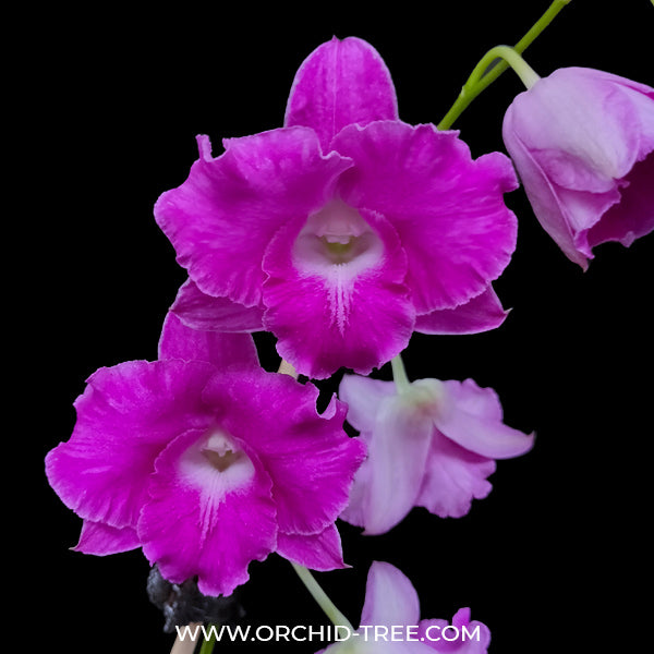 Dendrobium Purple Wave - BS