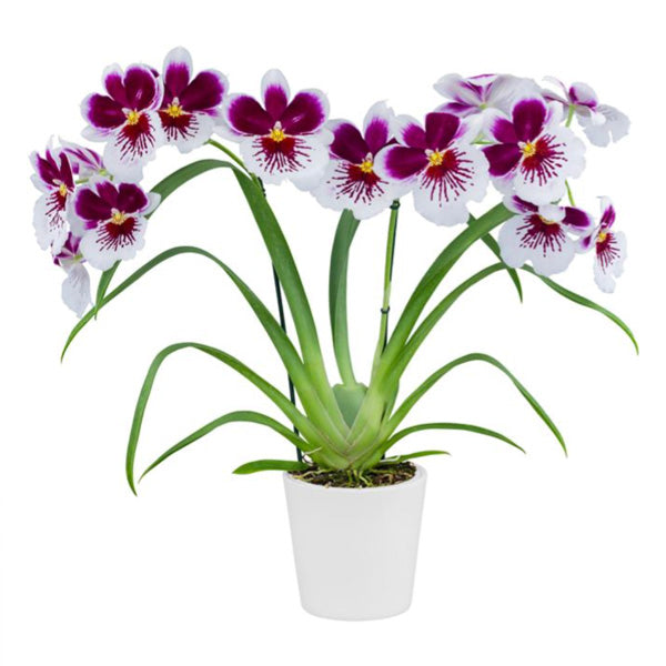 Miltoniopsis Purple Snow '17525' - BS