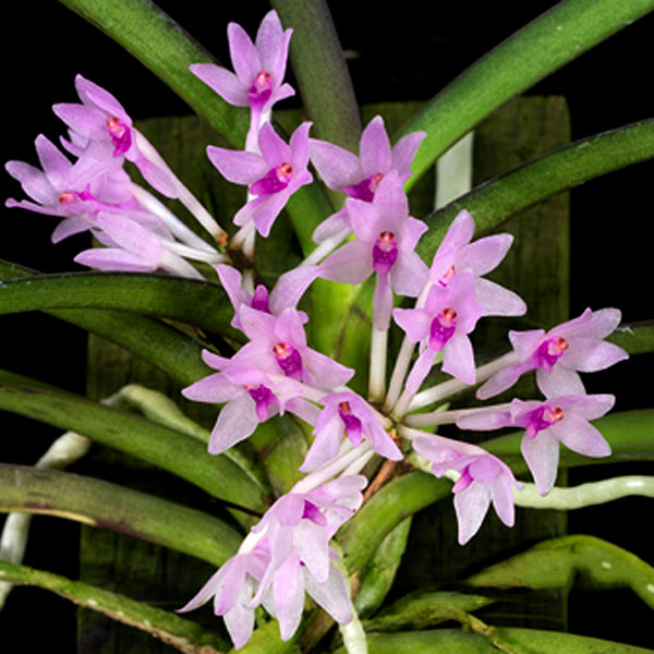 Ascocentropsis pusilla sp. - Without Flowers | BS