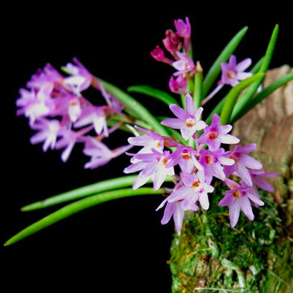 Ascocentropsis pusilla sp. - Without Flowers | BS